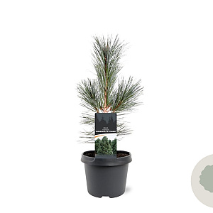 Pinus flex. 'Vanderwolf's Pyramid' 30-40 cm 3,0L