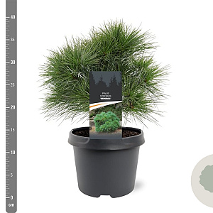 Pinus strobus 'Minima' 25-30 cm 3,5L