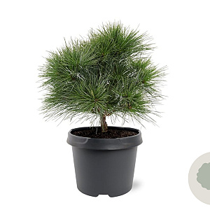 Pinus strobus 'Minima' 25-30 cm 3,5L