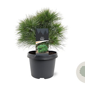 Pinus strobus 'Minima' 25-30 cm 3,5L