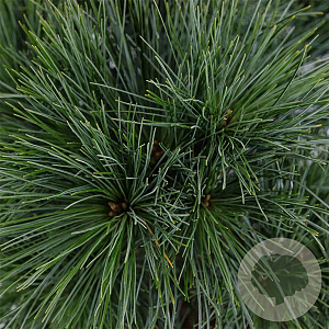 Pinus strobus 'Minima' 25-30 cm 3,5L