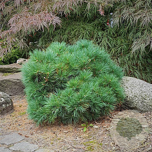 Pinus strobus 'Minima' 25-30 cm 3,5L