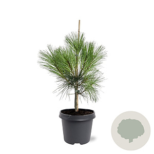 Pinus wallichiana 50-60 cm 3,0L