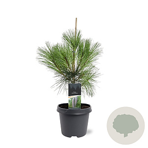Pinus wallichiana 50-60 cm 3,0L