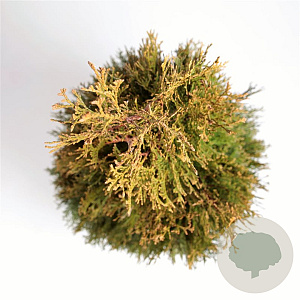 Thuja occ. 'Smaragd' 150-175 cm 15L