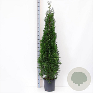 Thuja occ. 'Smaragd' 150-175 cm 15L