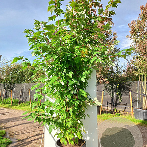 Acer rubrum 200-250 cm 40L meerstammig