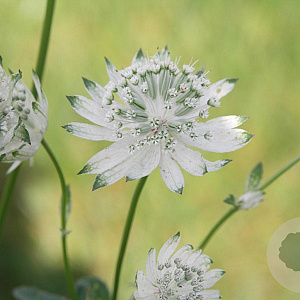Astrantia maj. 'Superstar' GM P9