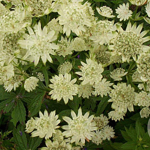 Astrantia maj. 'Superstar' GM P9