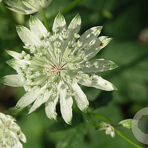 Astrantia maj. 'Superstar' GM P9