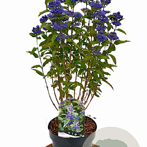 Caryopteris cland. Grand Bleu 20-40 cm 3,0L