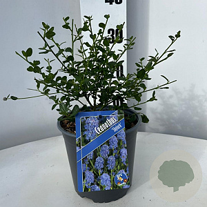 Ceanothus impressus 'Victoria' 25-30 cm 2,0L