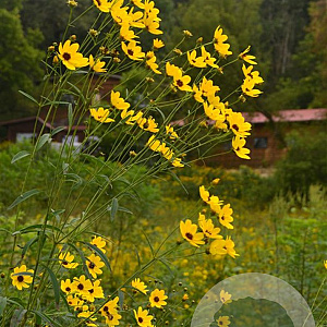 Coreopsis tripteris 'Handy Size' GM P9