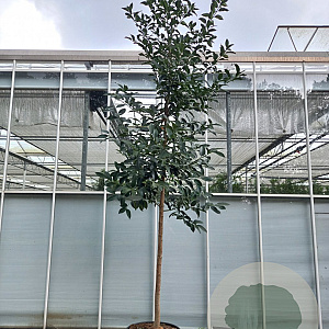 Ilex koehneana 'Chestnut Leaf' 20-25 cm cont. 90L