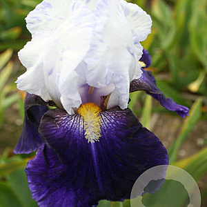 Iris (G) 'Night Edition' GM P9