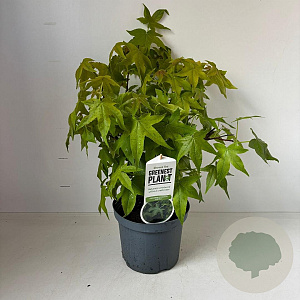 Liquidambar s. 'Gum Ball' 50-60 cm 3,0L