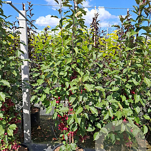 Malus 'Red Obelisk' 200-250 cm 35L solitair meerstammig