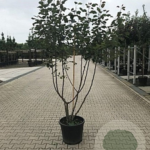 Malus 'Rudolph' 125-150 cm 40L meerstammig