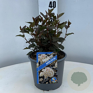 Physocarpus opulif. Little Joker 30-40 cm 3,0L