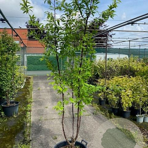 Prunus serrula 200-250 cm 50L meerstammig
