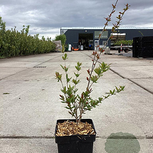 Punica granatum 50-60 cm 3,0L