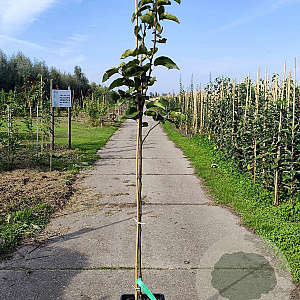 Pyrus pyrifolia 'Chojuro' 150-175 cm 10L