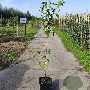 Pyrus pyrifolia 'Hosui' 125-150 cm 10L