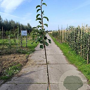 Pyrus pyrifolia 'Shinko' 125-150 cm 10L