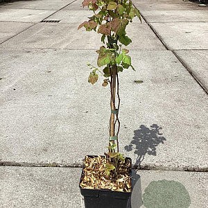 Rubus loganobaccus 50-60 cm 3,0L