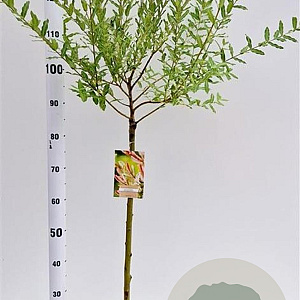 Salix integra 'Hakuro-nishiki' 60 cm stam 4,0L