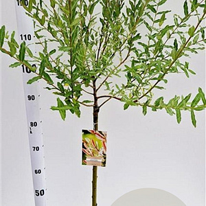 Salix integra 'Hakuro-nishiki' 60 cm stam 4,0L
