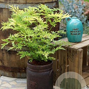 Sambucus nigra 'Jdeboer001' 200-250 cm cont. 65L solitair meerstammig