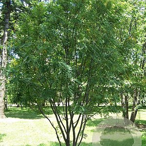 Sorbus hupehensis 8-10 cm 25L 200 cm stam