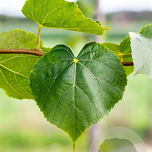 Tilia cordata 60-80 cm wortelgoed