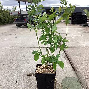 Vaccinium c. 'Bluejay' 50-60 cm 3,0L