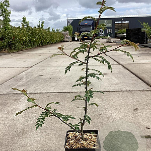 Zanthoxylum schinifolium 60-80 cm 3,0L