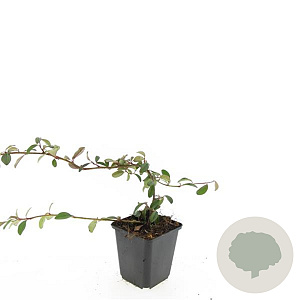 Cotoneaster dammeri GM P9