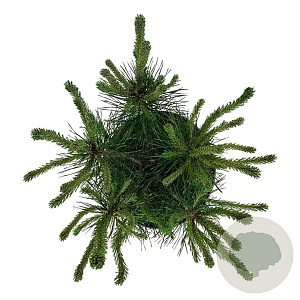 Pinus mugo uncinata 30-40 cm 6,5L