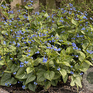 Brunnera macr. 'Jack Frost' GM P9