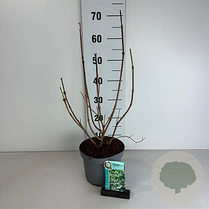 Viburnum opulus 'Roseum' 50-60 cm 35L