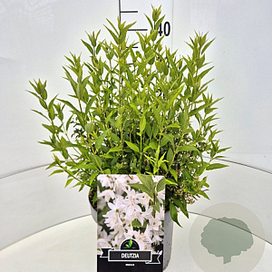 Deutzia gracilis 30-40 cm 10L