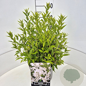 Deutzia gracilis 30-40 cm 10L