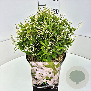 Deutzia gracilis 30-40 cm 10L