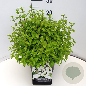 Philadelphus 'Manteau d'Hermine' 30-35 cm 10L