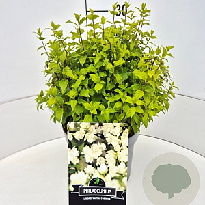 Philadelphus 'Manteau d'Hermine' 30-35 cm 10L