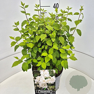 Philadelphus 'Virginal' 35-40 cm 10L