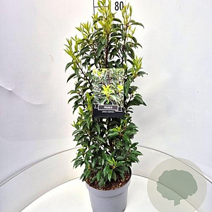 Prunus l. 'Angustifolia' 60-80 cm 10L