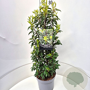 Prunus l. 'Angustifolia' 60-80 cm 10L