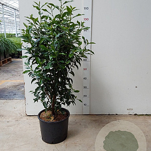 Prunus l. 'Angustifolia' 60-80 cm 10L