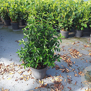 Prunus l. 'Angustifolia' 60-80 cm 10L